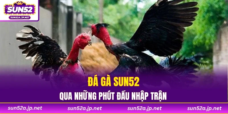 Đá gà SUN52 qua những phút đầu nhập trận