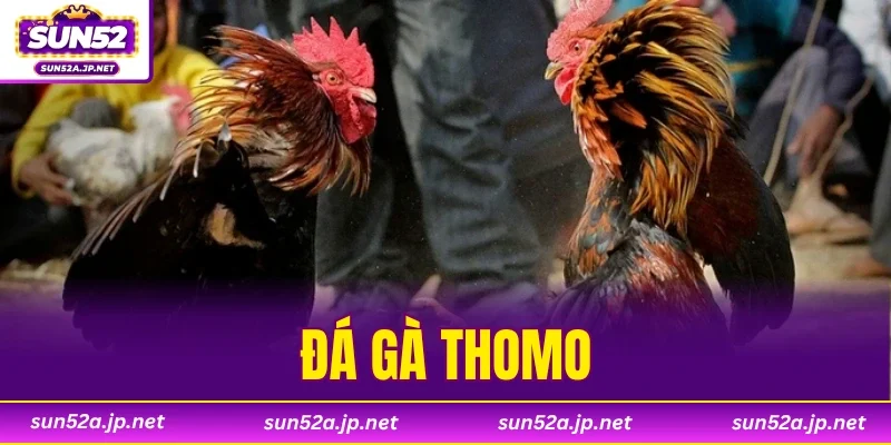 Đá Gà Thomo