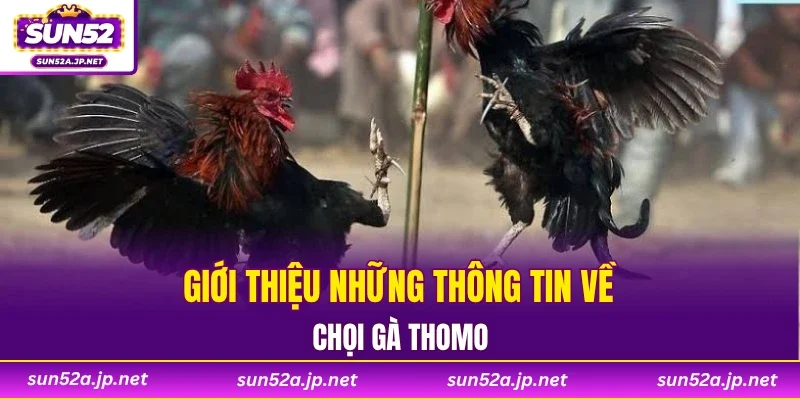 Giới thiệu những thông tin về chọi gà Thomo