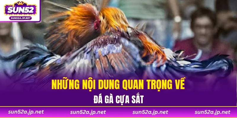 Những nội dung quan trọng về đá gà cựa sắt