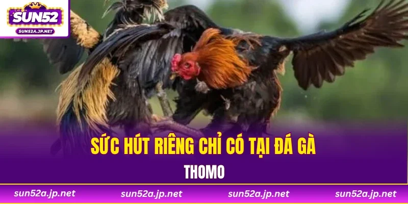 Sức hút riêng chỉ có tại đá gà Thomo